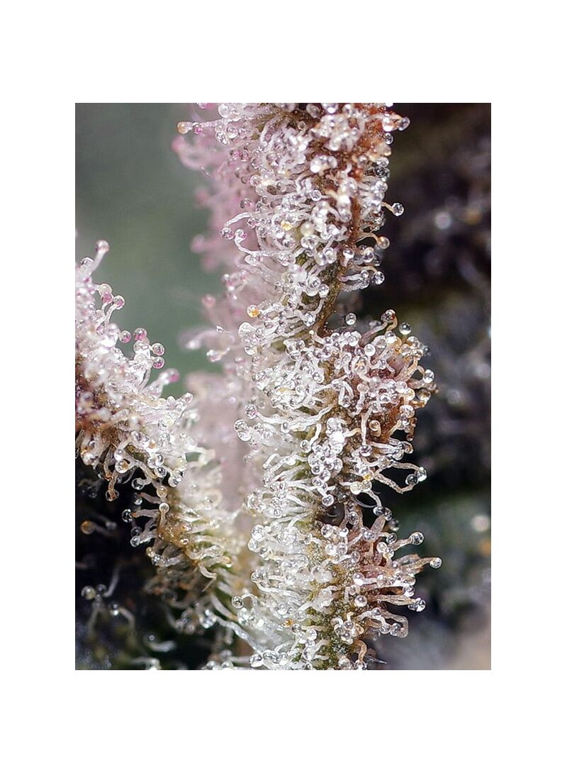 Jet Fuel Mandarine XL Auto, Фасовка: 5+2, изображение 2